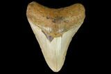 Fossil Megalodon Tooth - North Carolina #124949-1